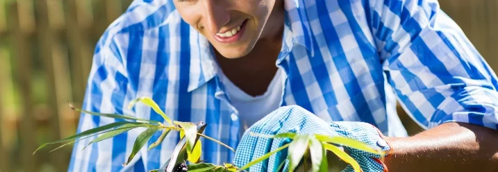 Person schneidet Bambus mit Gartenschere